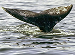whale watching ucluelet
