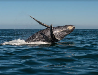 whale watching ucluelet